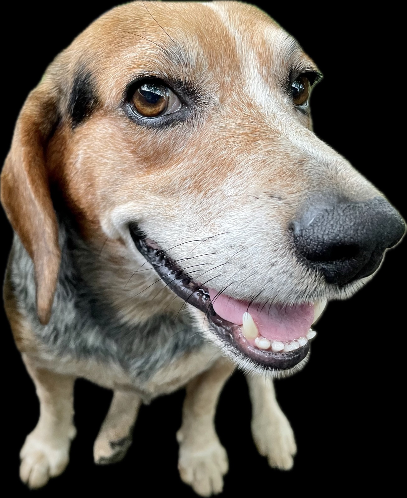 Hermunkulus, a sweet senior hound with warm brown eyes and a gentle smile